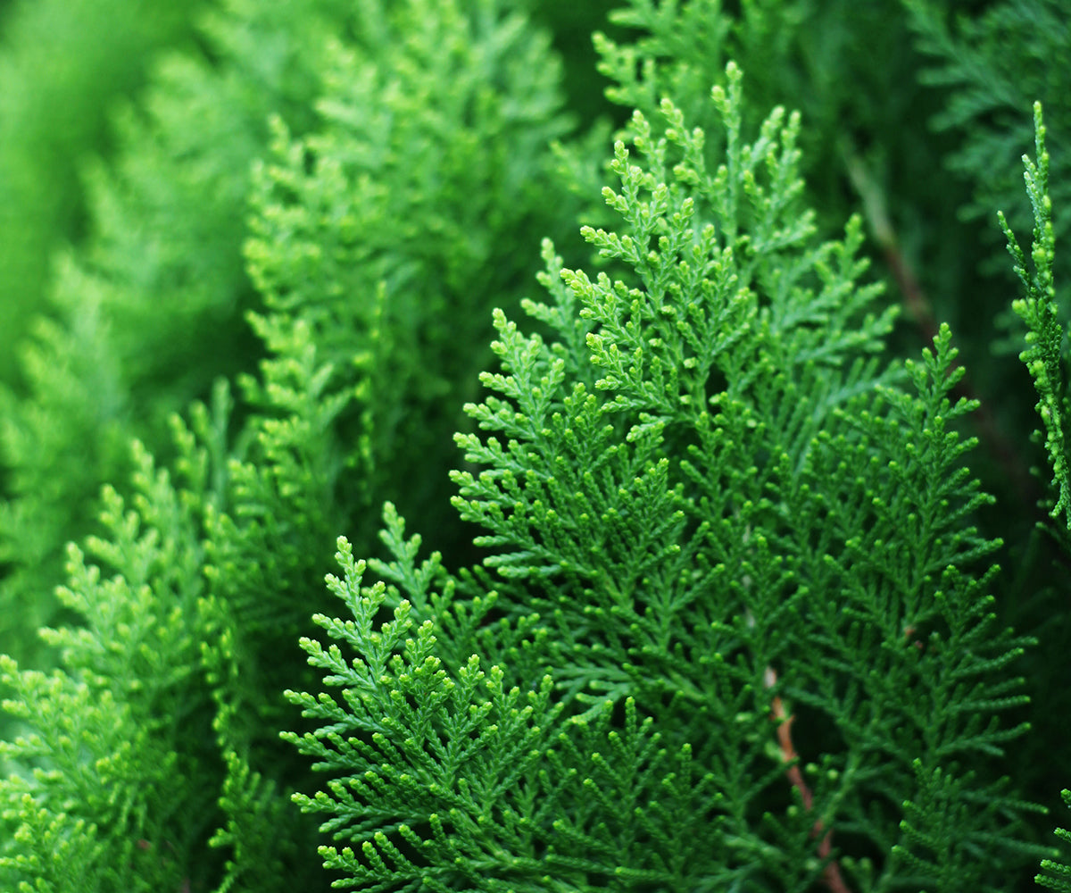 Cypress Leaf